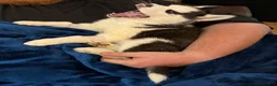 Siberian Husky dogs for sale: Princess Nox - Ad 31