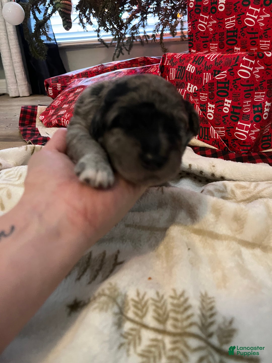 Goldendoodle dogs for sale: Goldendoodle Puppy 4 - Ad 2