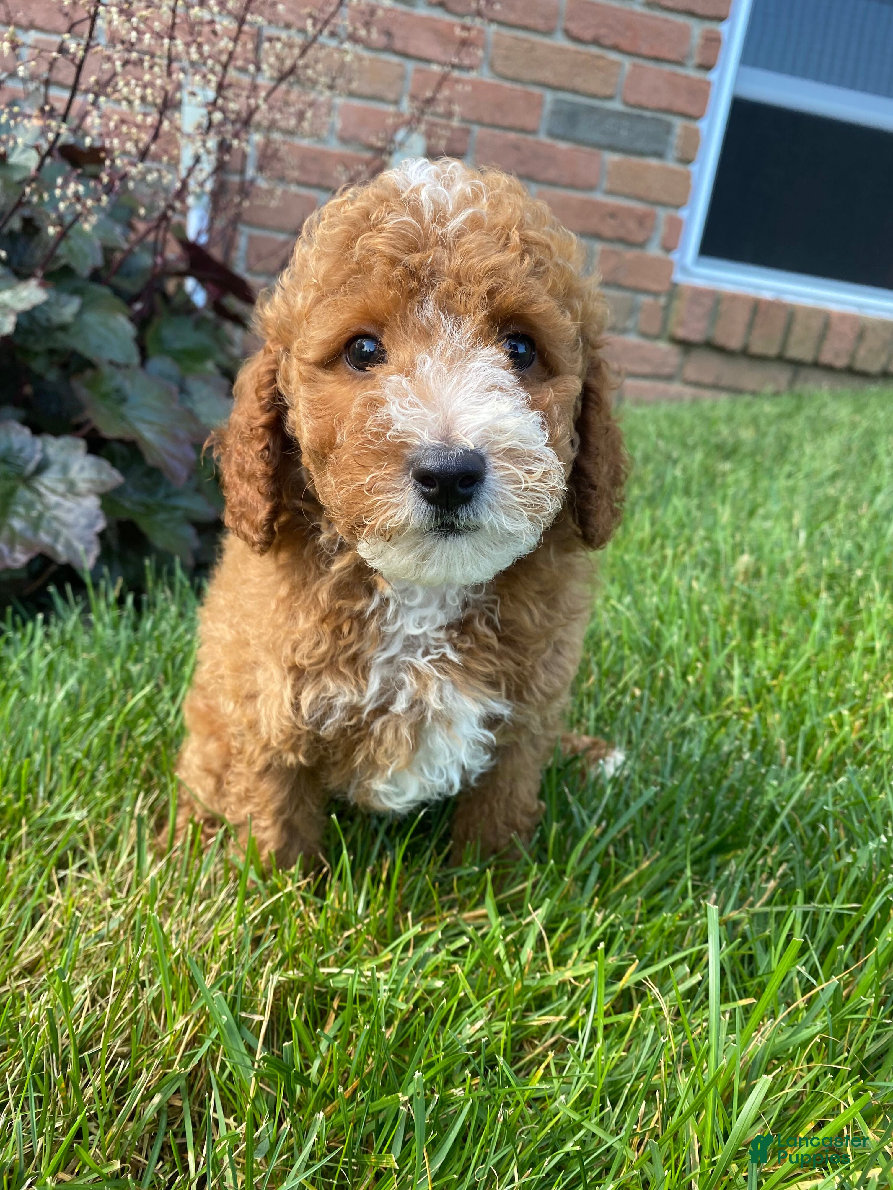 Miniature Poodle dogs Bob - Ad 1