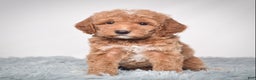 Mini Goldendoodle dogs for sale: Mr. Pluto - Ad 3