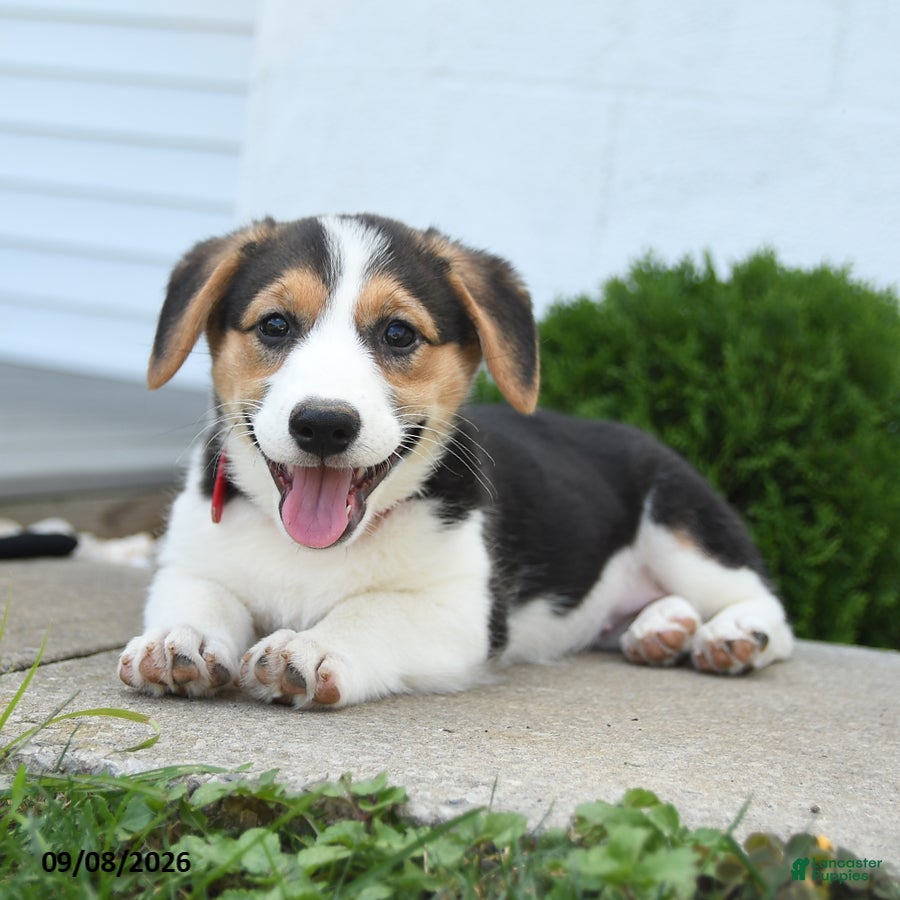 Welsh Corgi Pembroke dogs Bailey - Ad 1