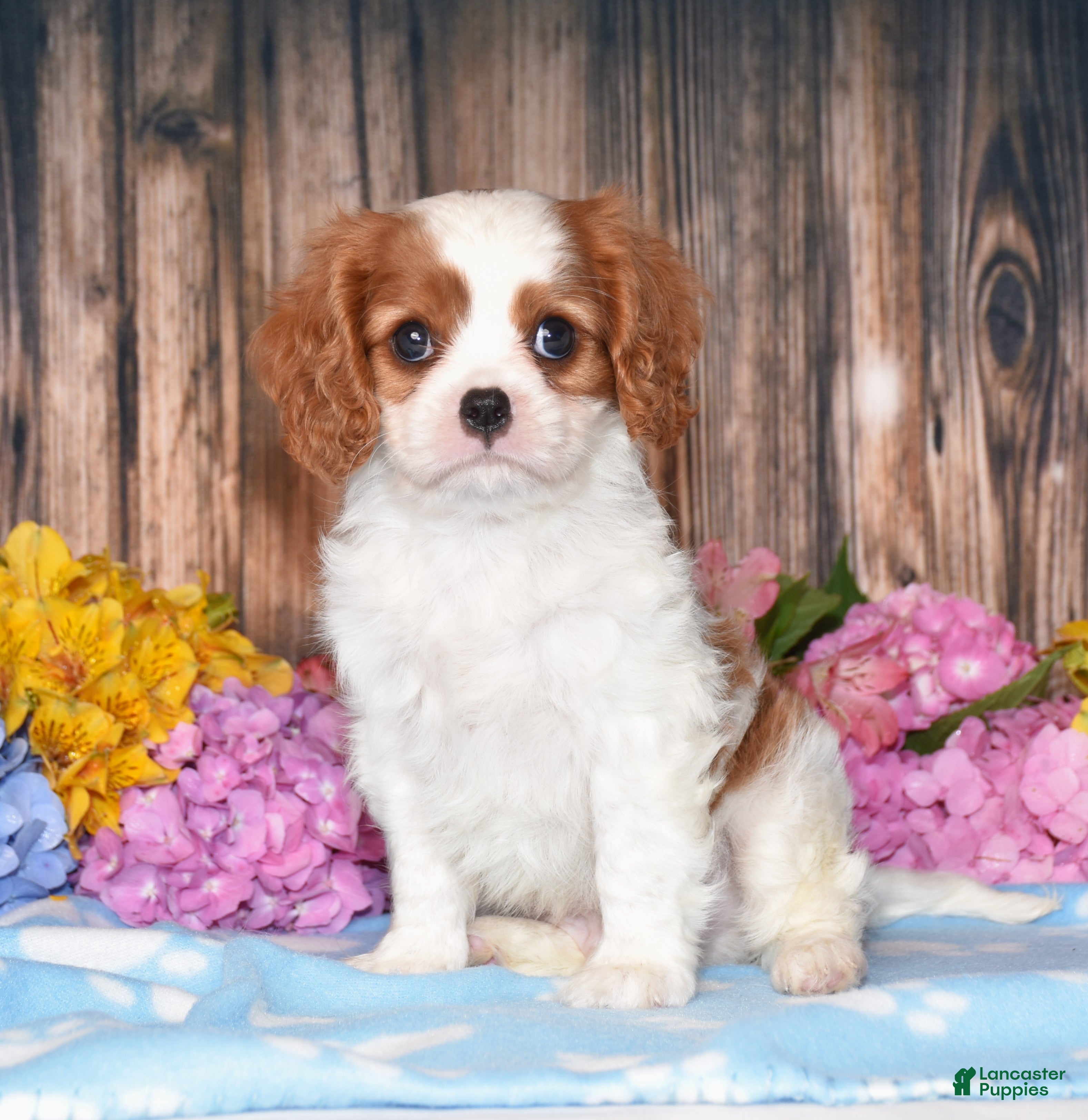 Cavalier King Charles Spaniel dogs Jupiter - Ad 1