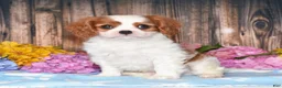 Cavalier King Charles Spaniel dogs for sale: Jupiter - Ad 1