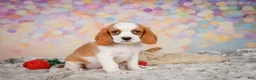 Beaglier dogs for sale: Brooke - Ad 8