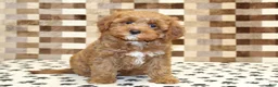 Cavapoo dogs for sale: Grace - Ad 3