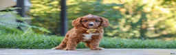 Cavapoo dogs for sale: Blake - Ad 3