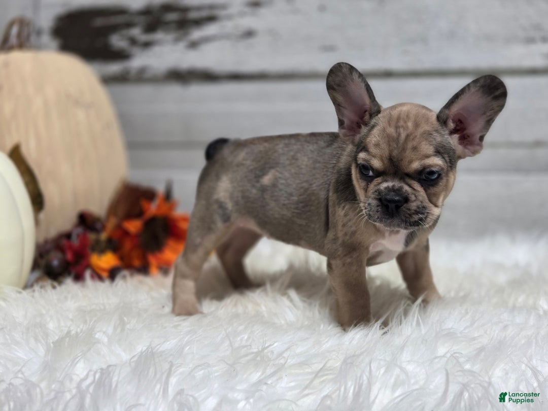 French Bulldog dogs for sale: Piper - Ad 3