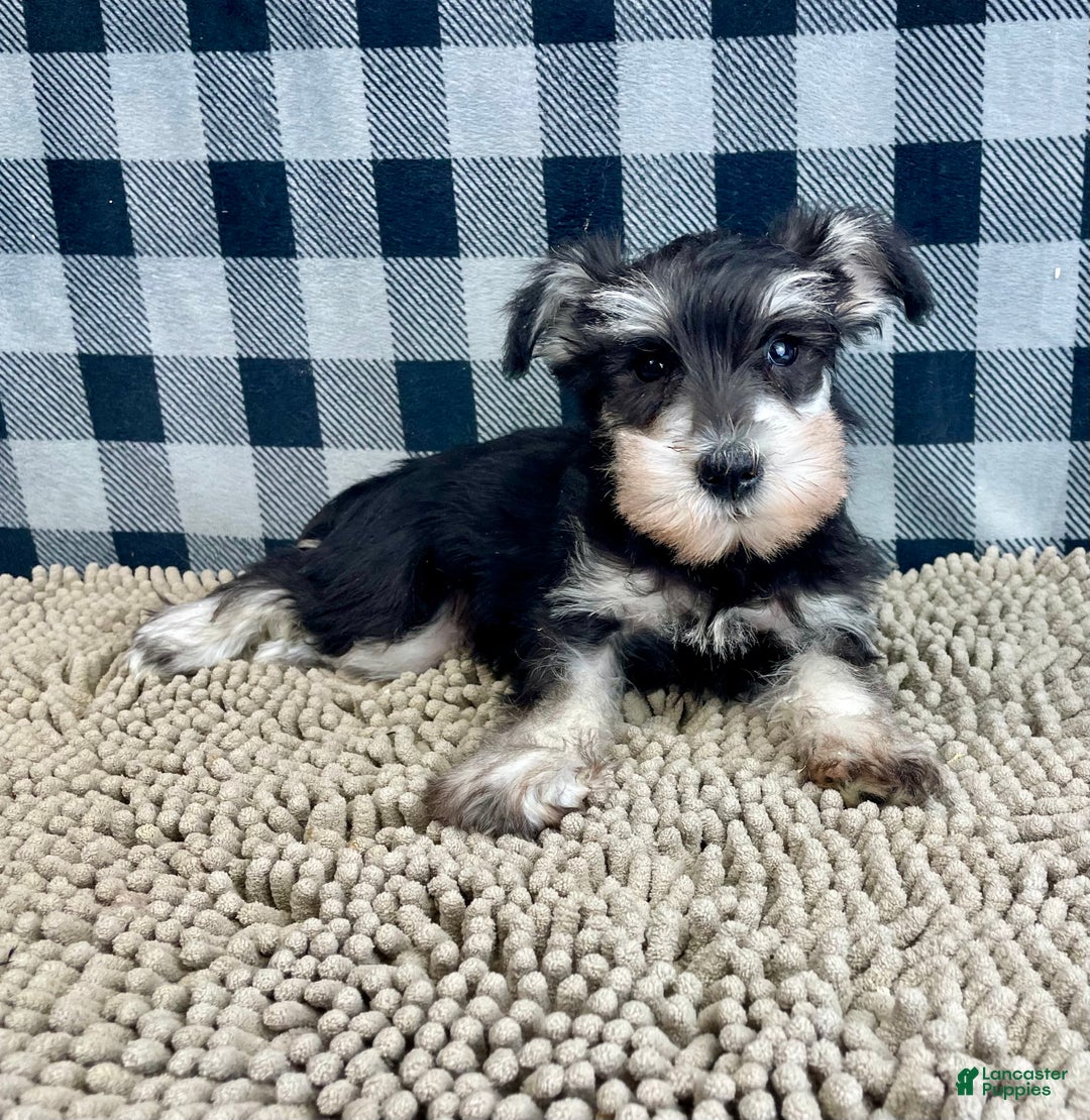 Miniature Schnauzer dogs for sale: Sally - Ad 3