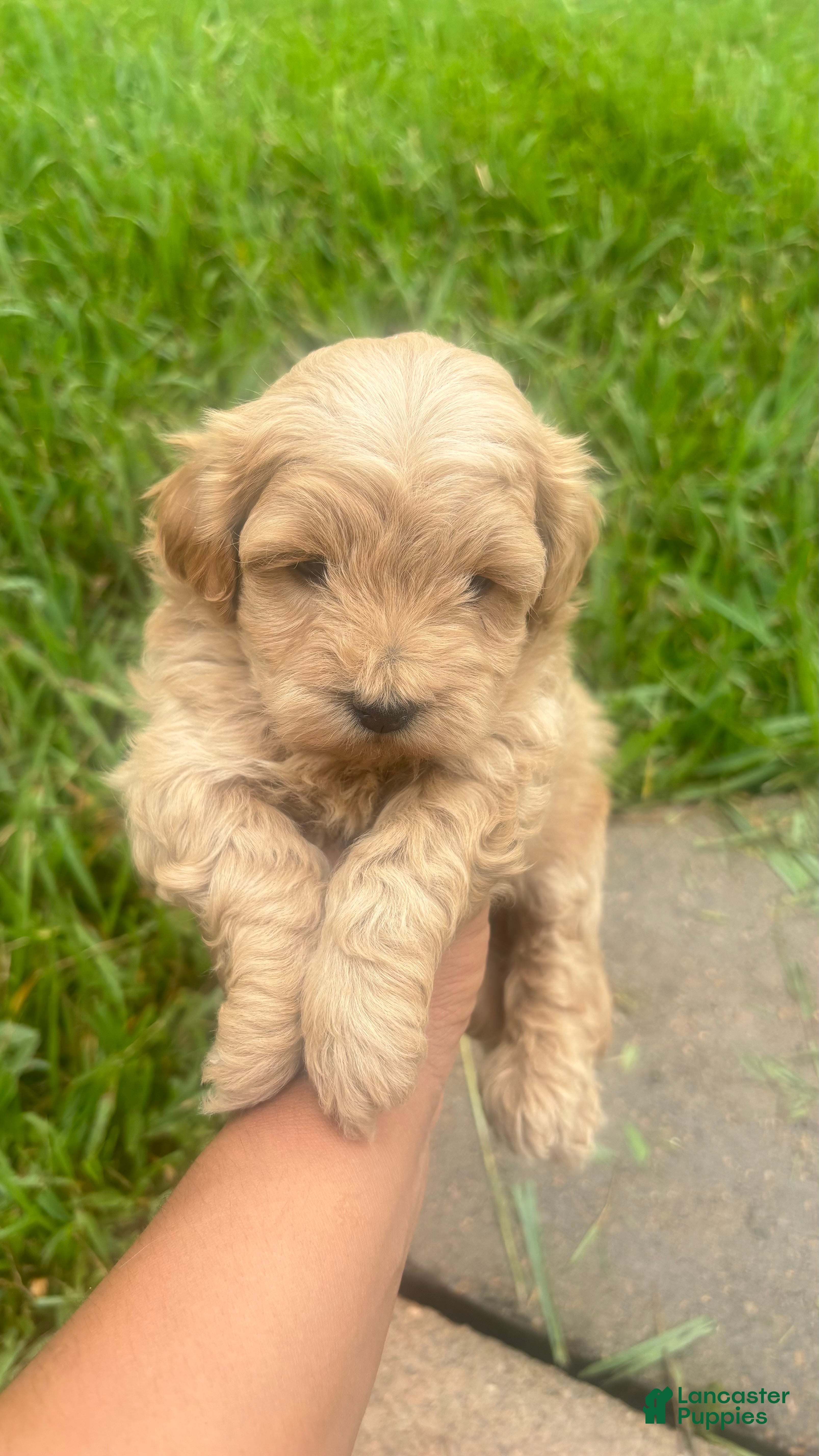 Toy Poodle dogs Toy Poodle Puppy 2 - Ad 2