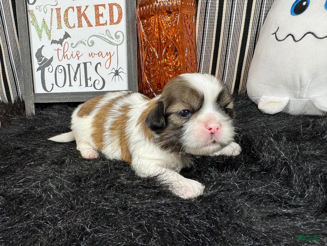 Shih Tzu dogs for sale: Shih Tzu 1 - Ad 1