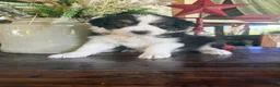 Australian Shepherd dogs for sale: Australian Shepherd  - Ad 1