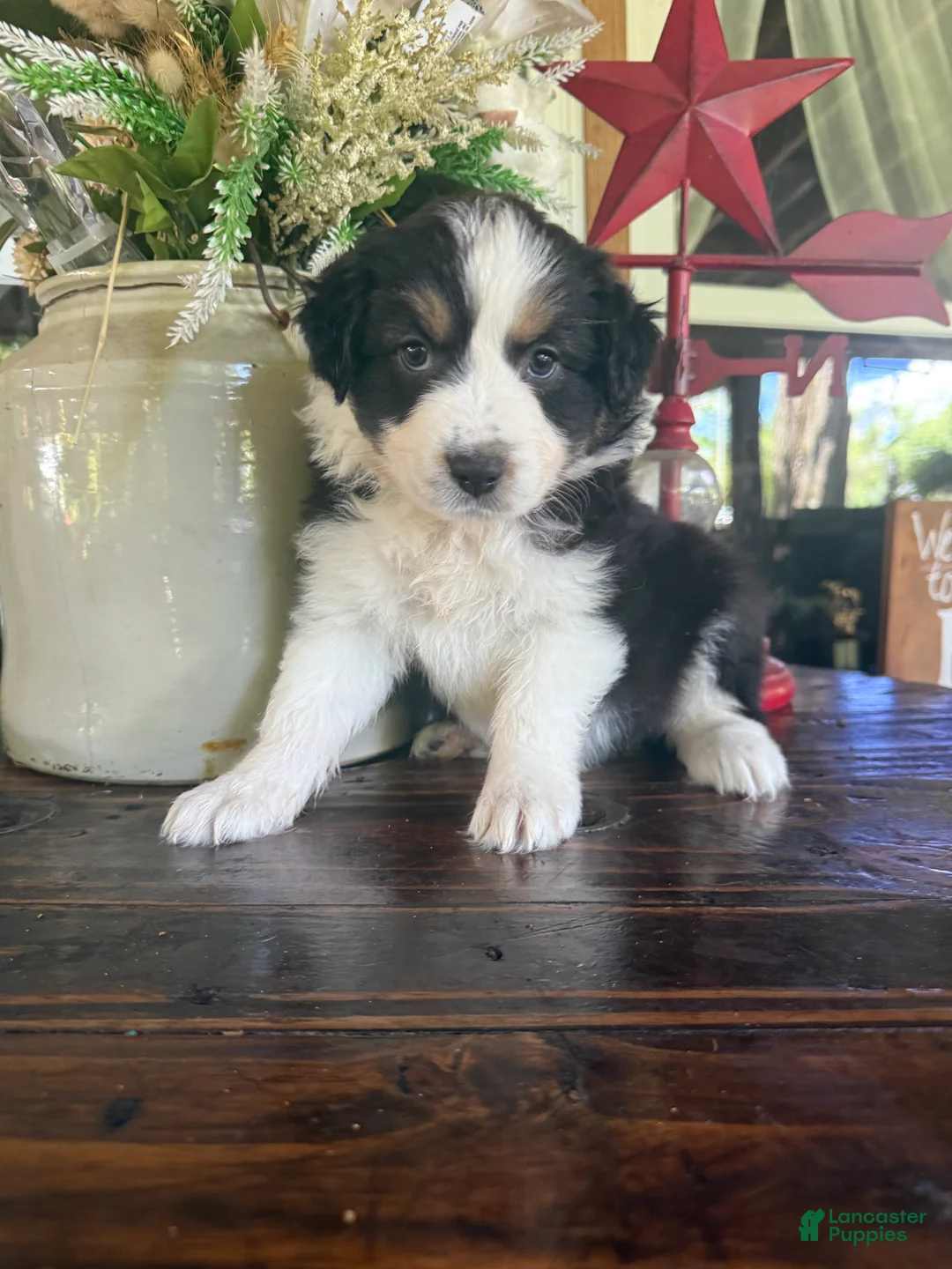 Australian Shepherd dogs for sale: Australian Shepherd  - Ad 1