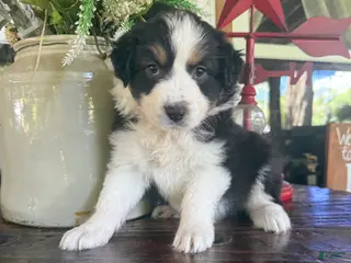 Australian Shepherd dogs Australian Shepherd - Ad 13