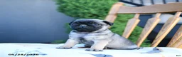 Pug dogs for sale: Lake  - Ad 5