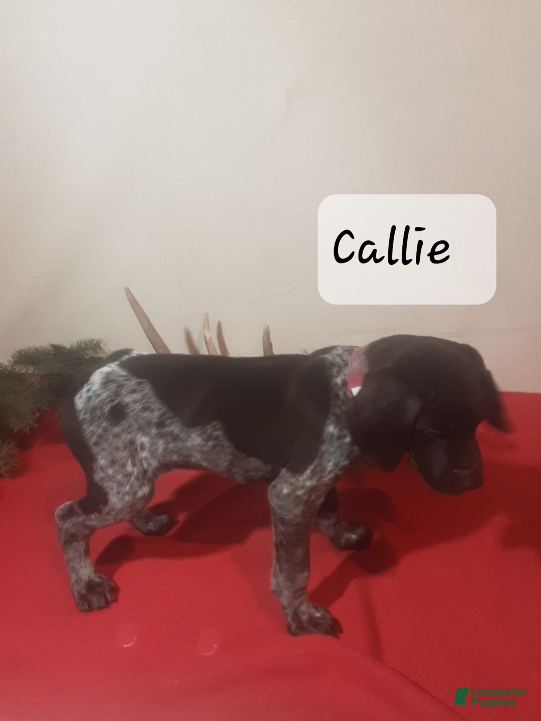 German Shorthaired Pointer dogs for sale: Callie  - Ad 2