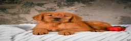 Golden Retriever dogs for sale: Bruno - Ad 4