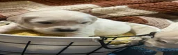 Golden Retriever dogs for sale: Black collar- Sonic  - Ad 3