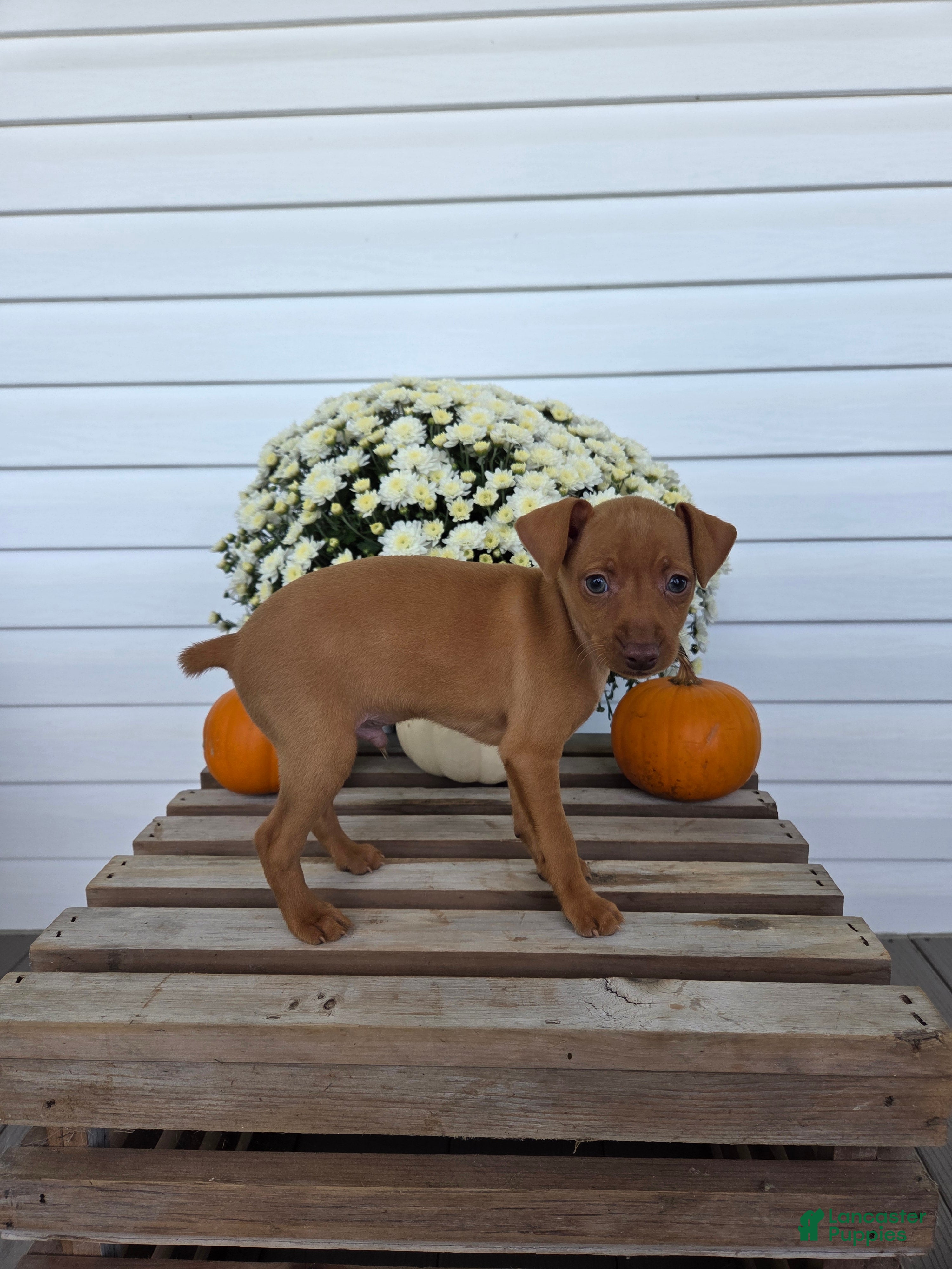 Miniature Pinscher dogs Luca - Ad 2