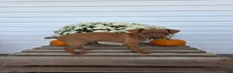 Miniature Pinscher dogs for sale: Luca - Ad 2