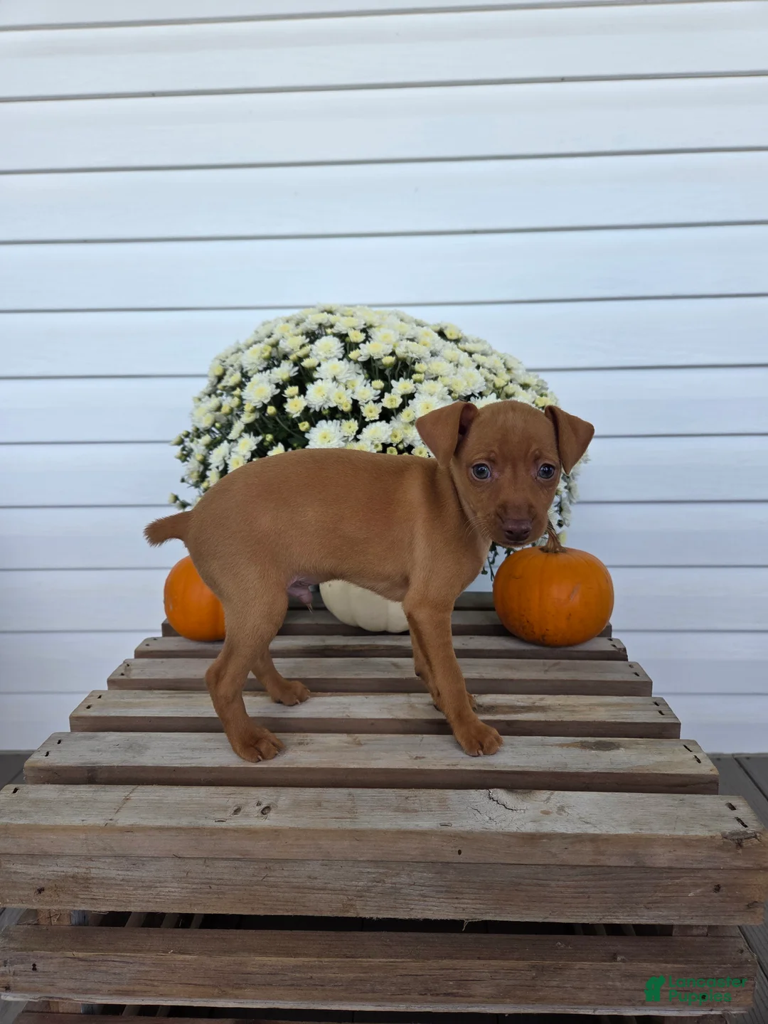 Miniature Pinscher dogs for sale: Luca - Ad 2