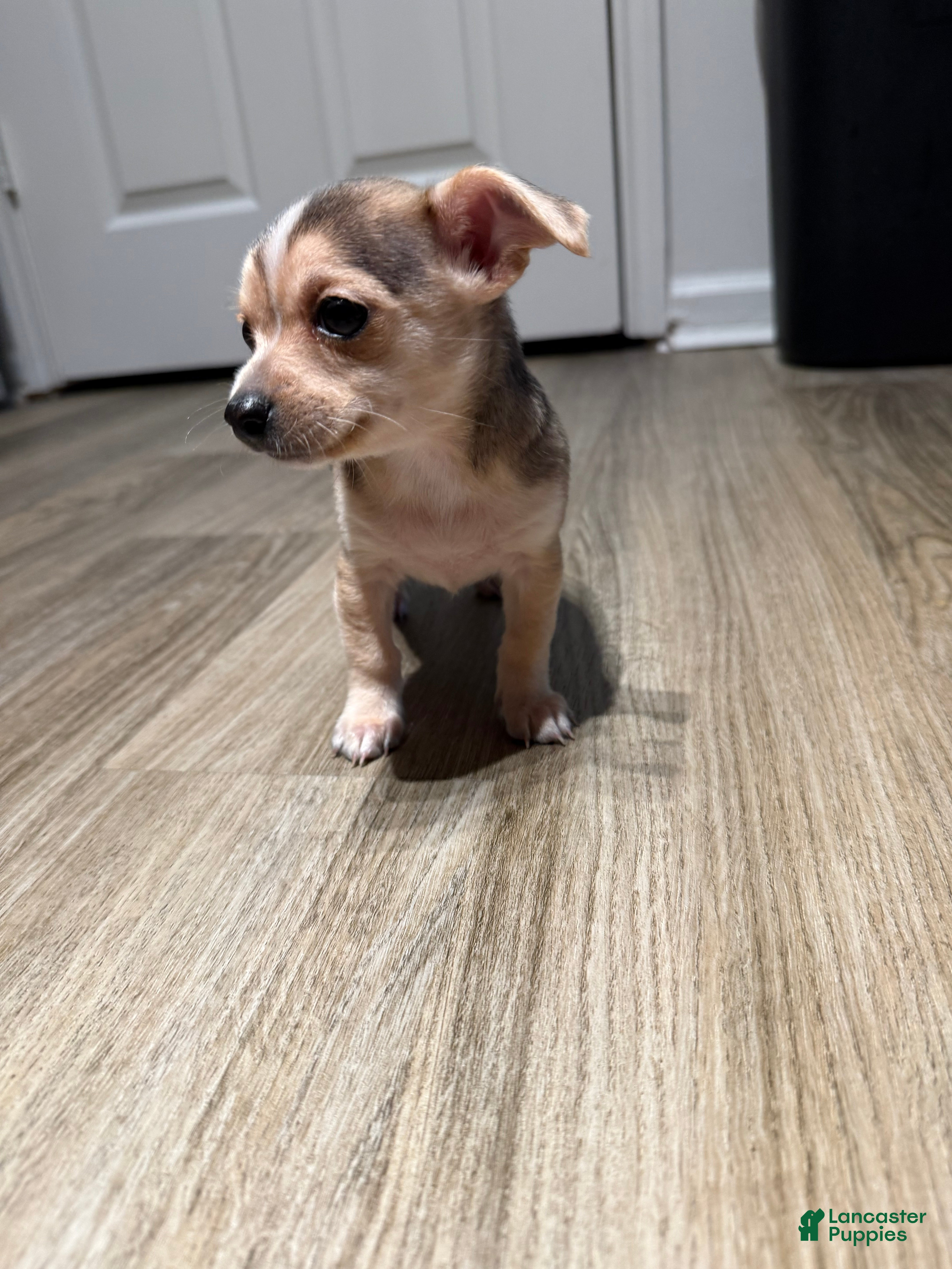 Chihuahua dogs Nova - Ad 2