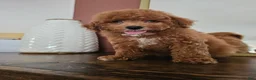 Mini Goldendoodle dogs for sale: Pippin - Ad 5