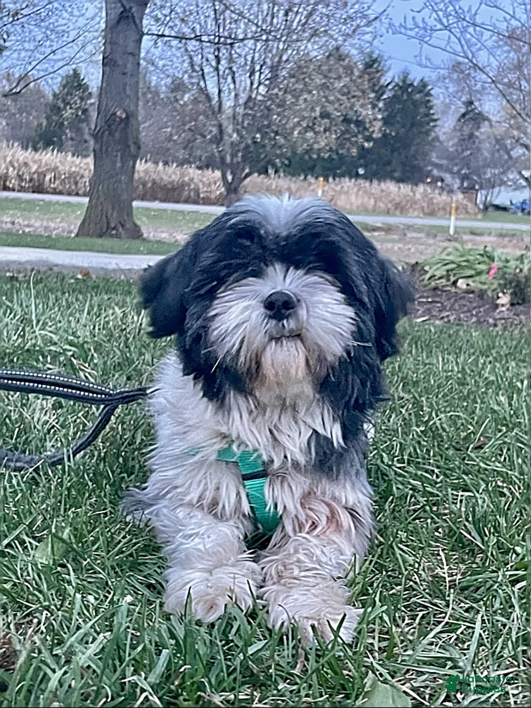 Gallery Image {{count}}