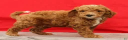 Miniature Poodle dogs for sale: Moe - Ad 6