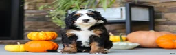 Mini Bernedoodle dogs for sale: Khaby🦴 - Ad 1