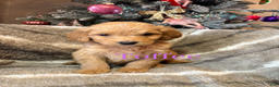 Goldendoodle dogs for sale: Toffee - Ad 2