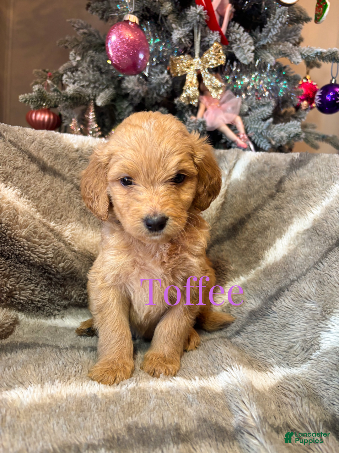Goldendoodle dogs for sale: Toffee - Ad 2