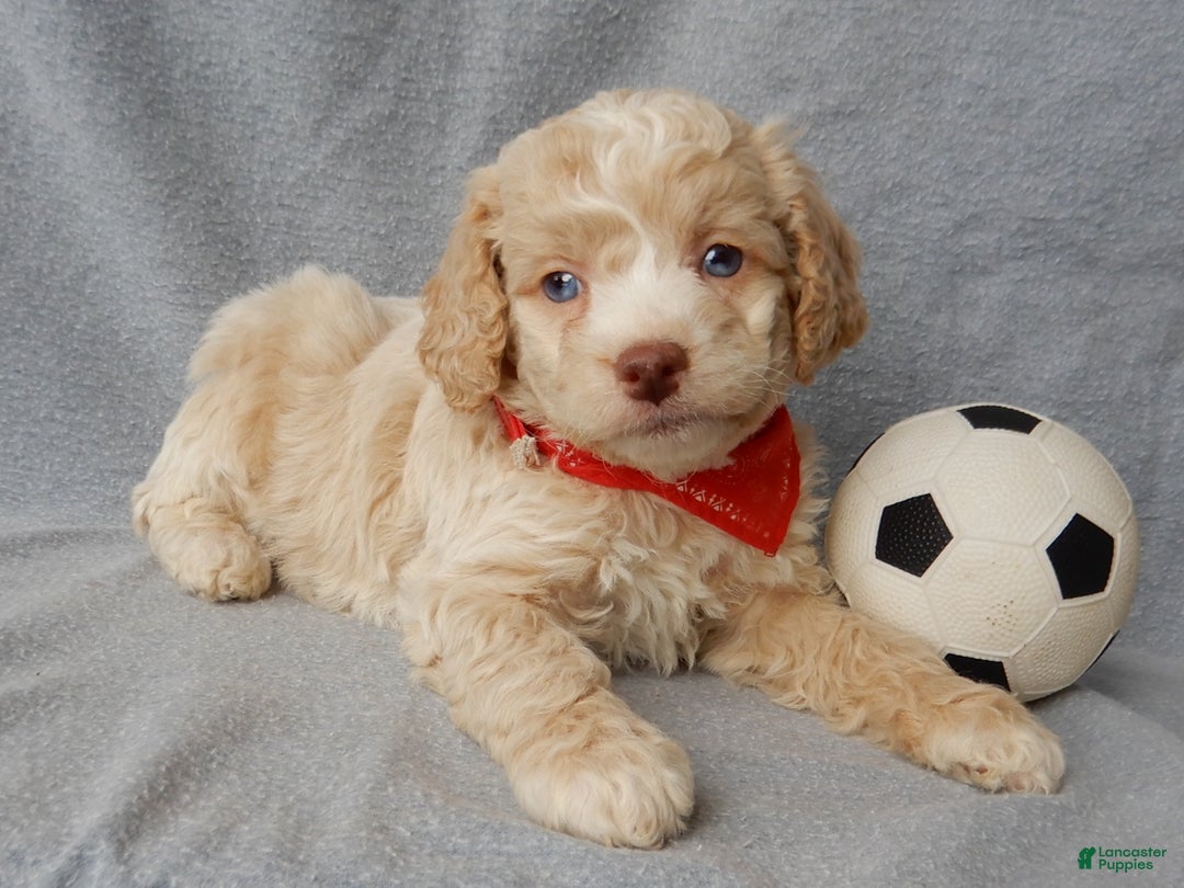 Cockapoo dogs for sale: Jase - Ad 4