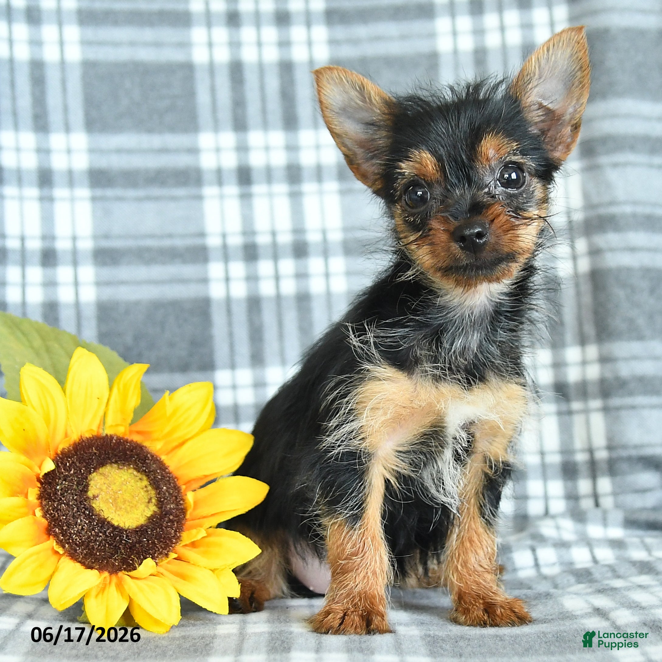 Yorkshire Terrier dogs Fern - Ad 1