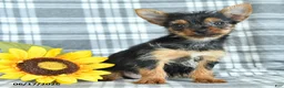 Yorkshire Terrier dogs for sale: Fern - Ad 3