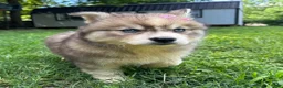 Siberian Husky dogs for sale: RUBY - Ad 16