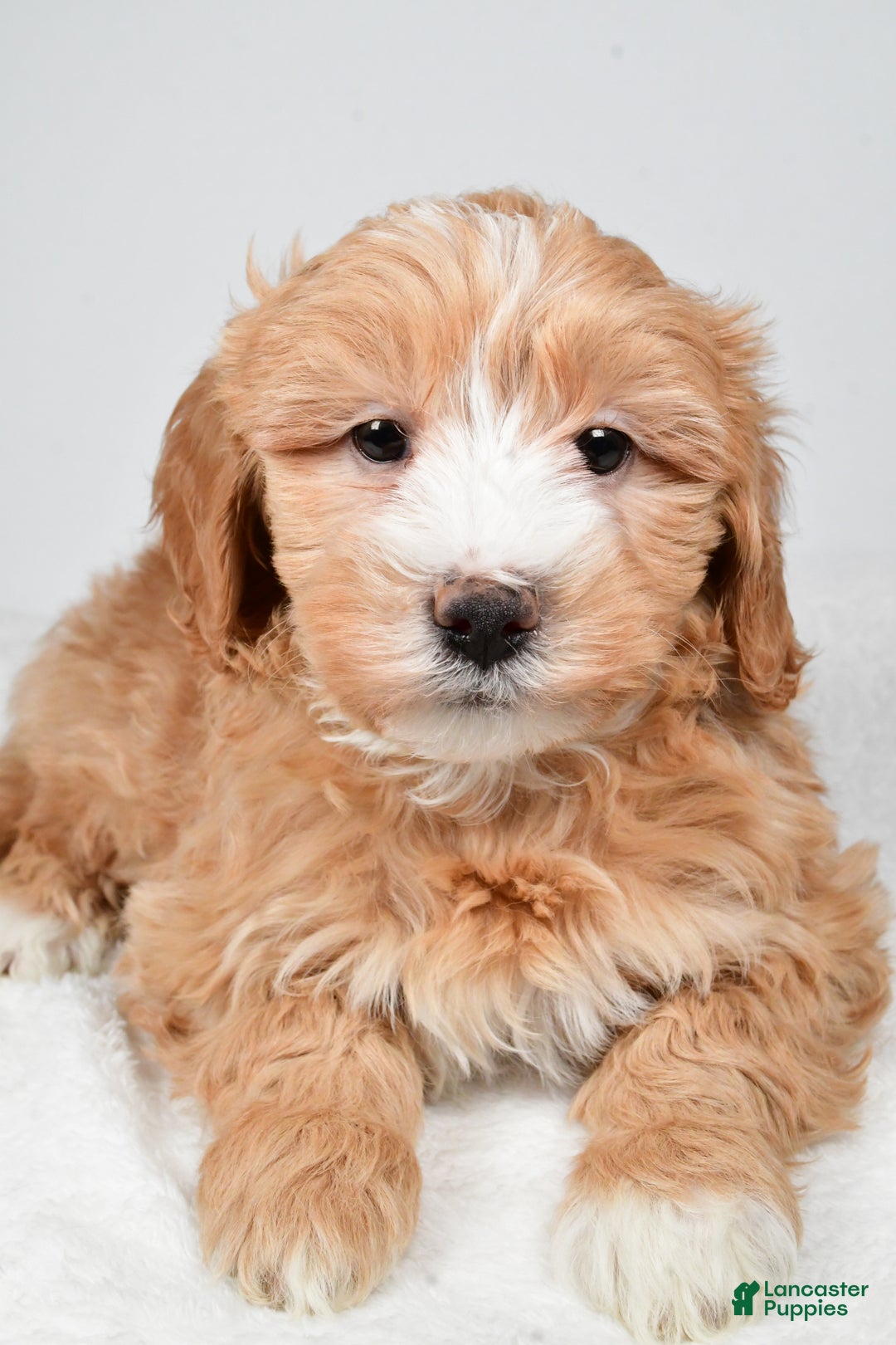 Mini Goldendoodle dogs for sale: Noelle - Ad 11