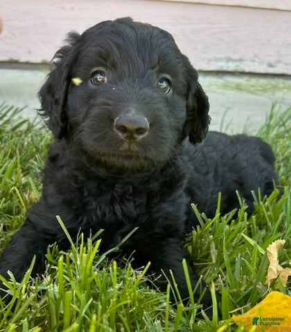 Goldendoodle dogs Silike  - Ad 21