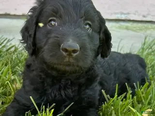 Goldendoodle dogs Silike - Ad 21