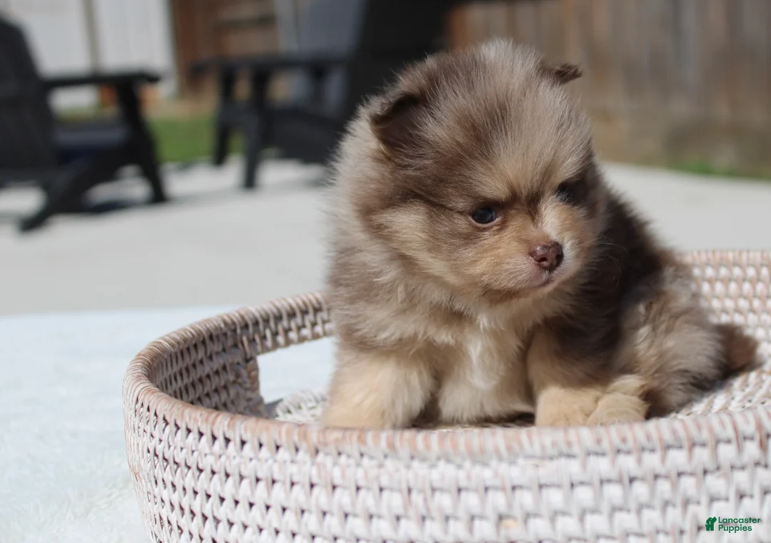 Pomeranian dogs for sale: Pomeranian Puppy 1 - Ad 5