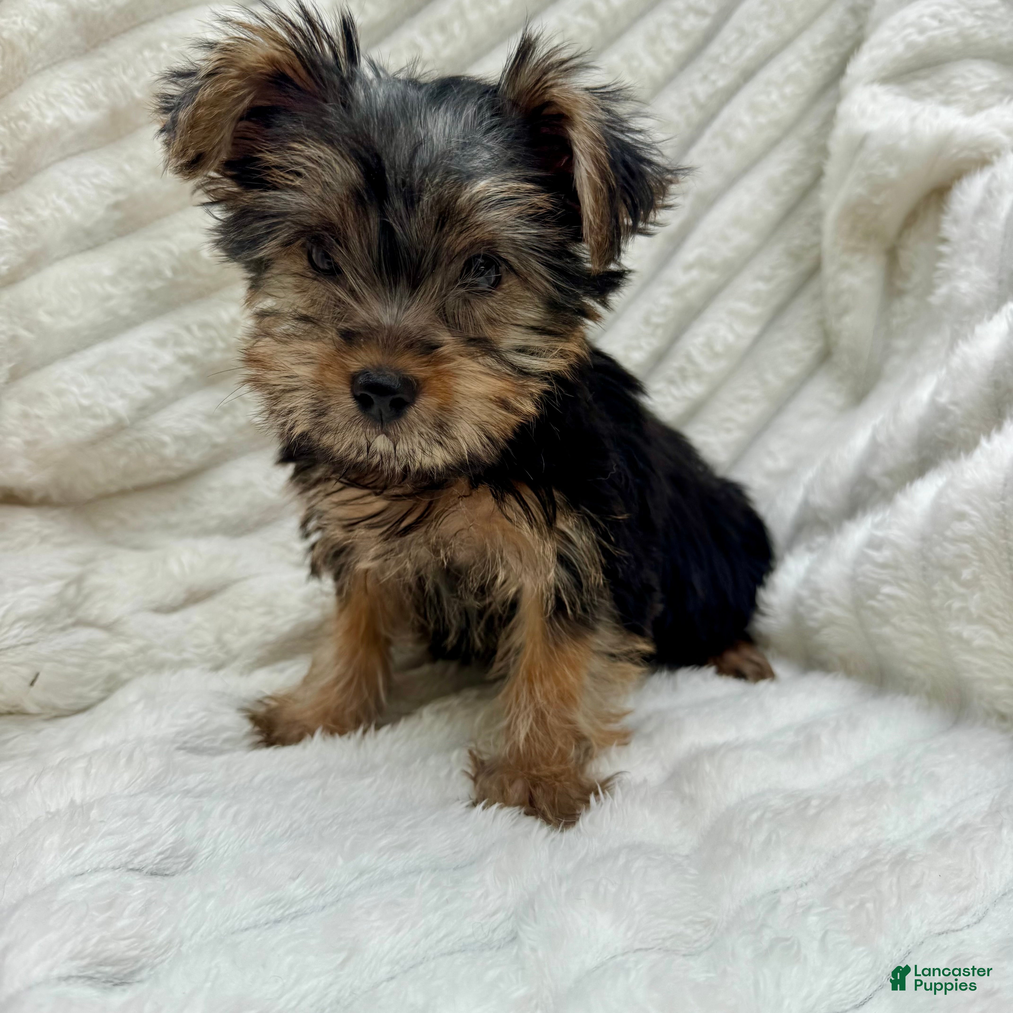 Yorkshire Terrier dogs Vinny - Ad 1