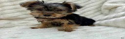 Yorkshire Terrier dogs for sale: Vinny - Ad 1