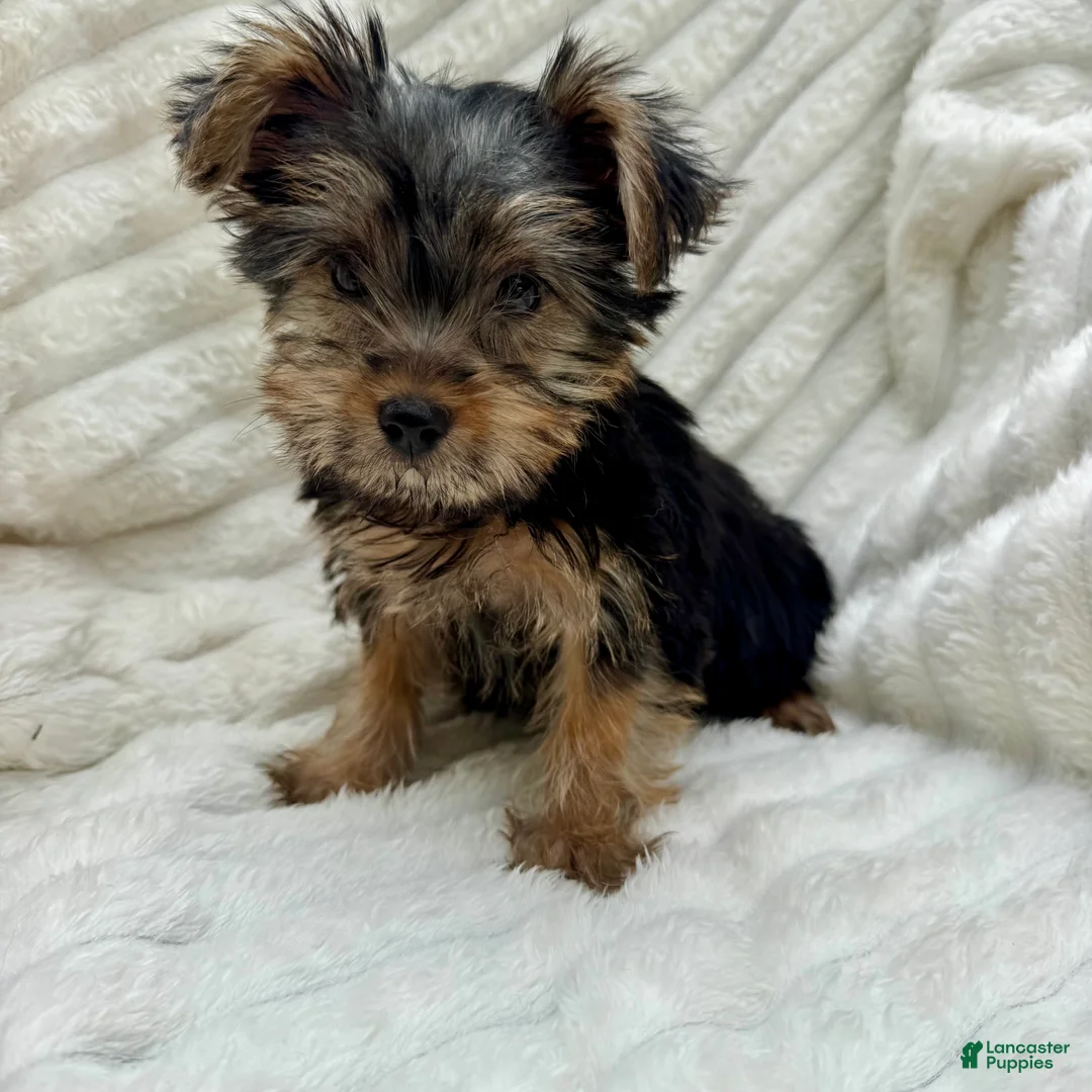 Yorkshire Terrier dogs for sale: Vinny - Ad 1