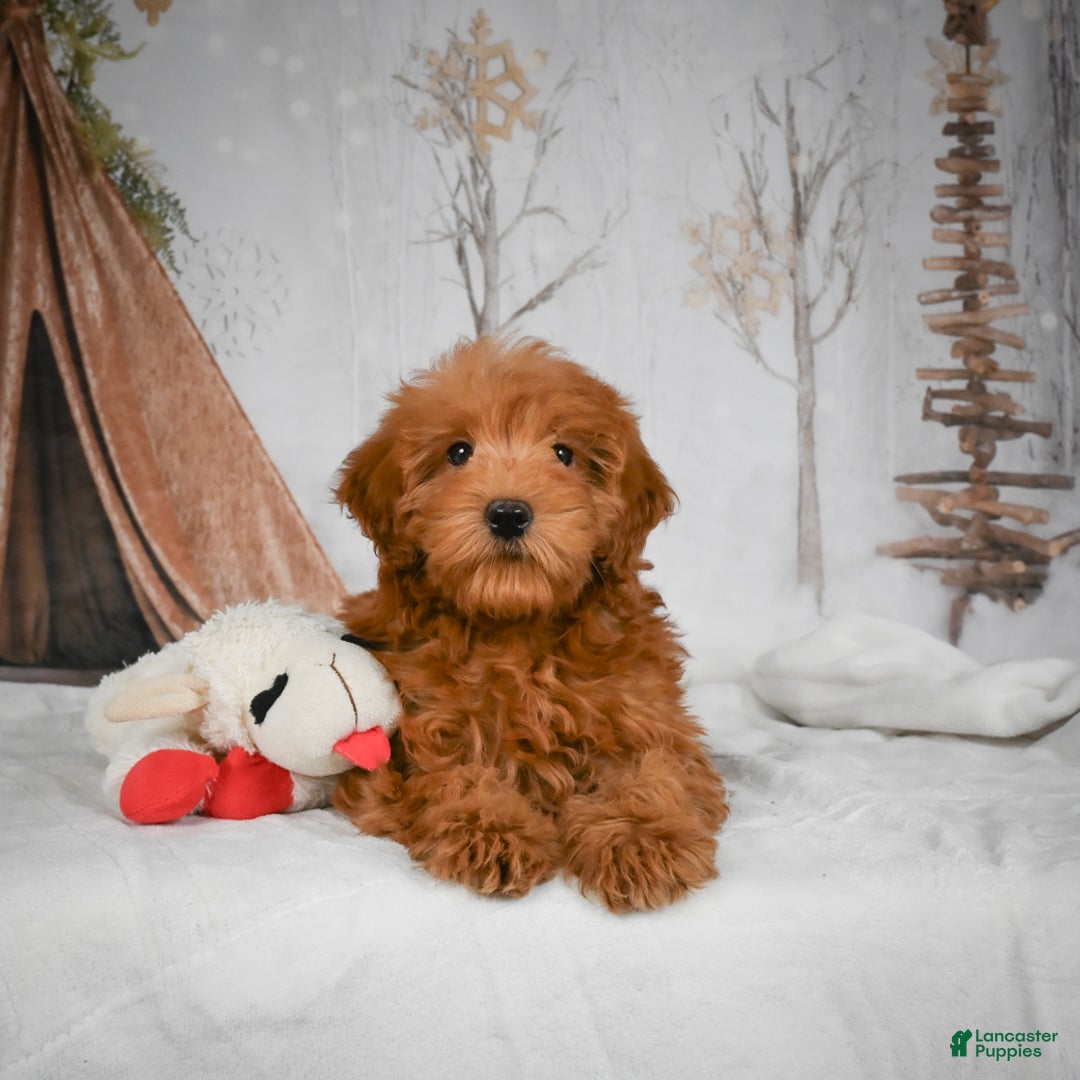 Mini Goldendoodle dogs for sale: Rosie - Ad 3