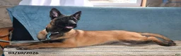 Belgian Malinois dogs for sale: Ivy - Ad 3