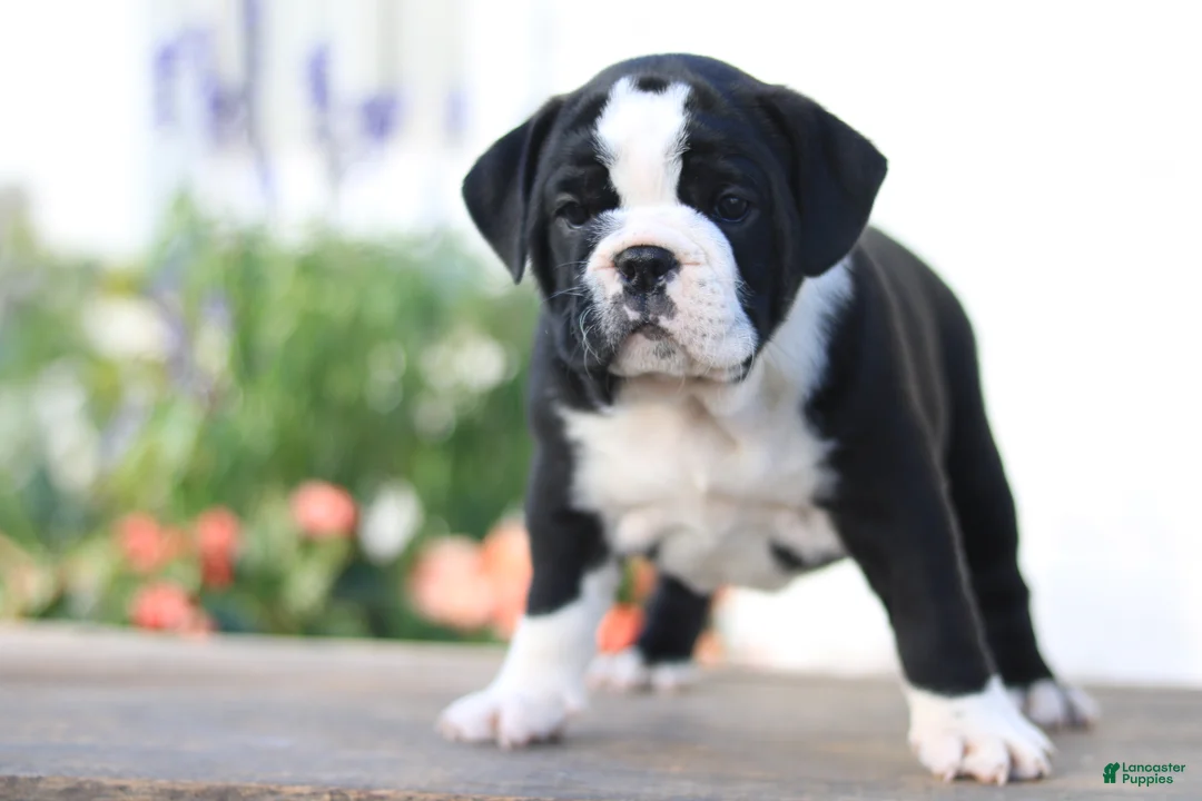 Beabull dogs for sale: Lily - Ad 1