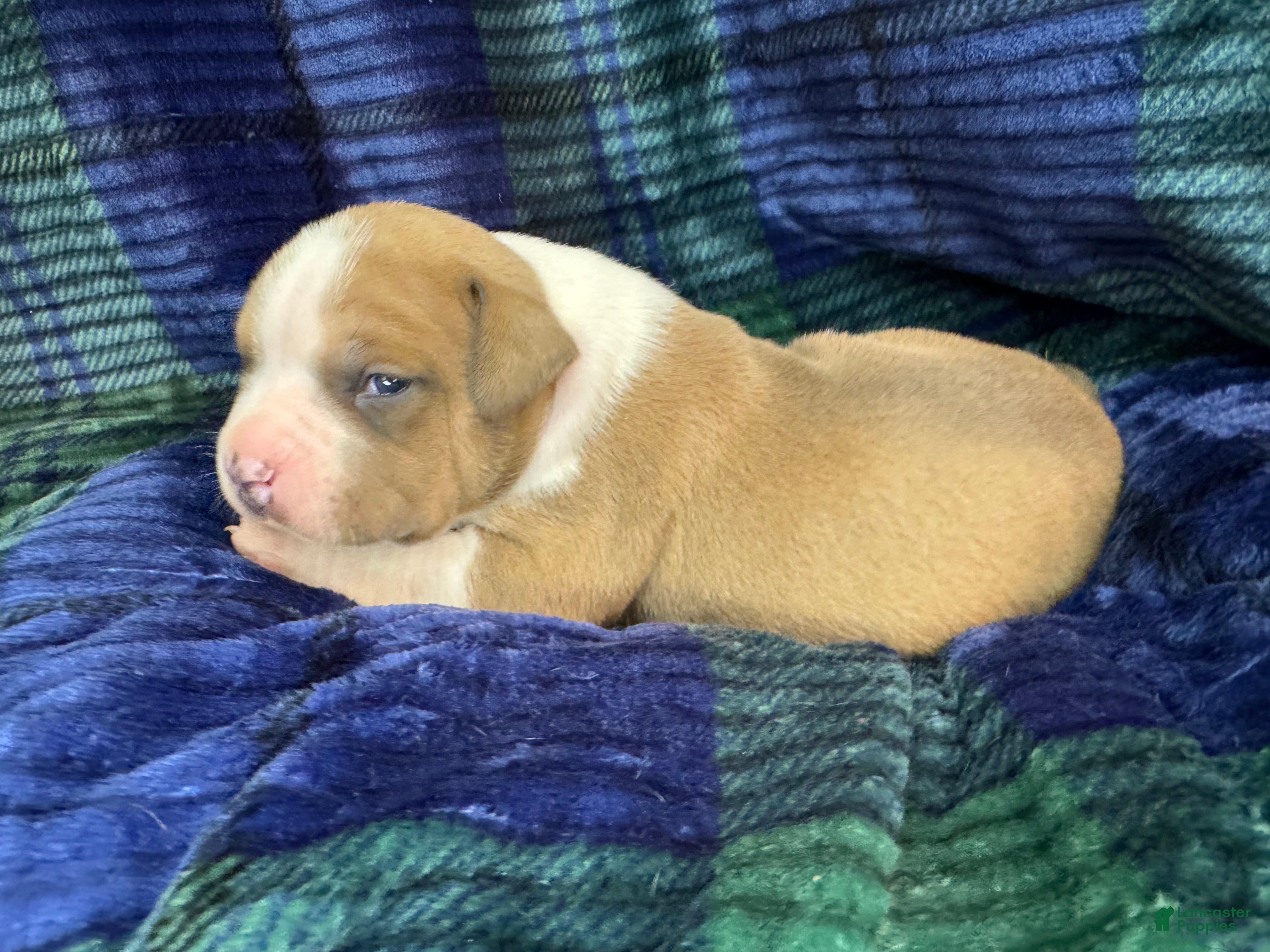 American Bully dogs American Bully Puppy 6 - Ad 1