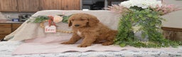 Goldendoodle dogs for sale: Rusty - Ad 5