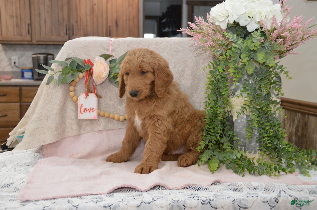 Goldendoodle dogs for sale: Rusty - Ad 5