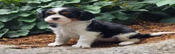 Cavalier King Charles Spaniel dogs for sale: Peony - Ad 6