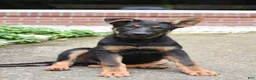 Mixed Breed dogs for sale: Kameron - Ad 1